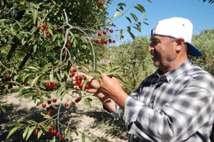 Vişne fiyatları çiftçiyi üzdü