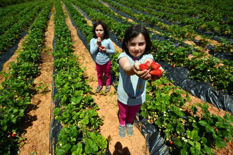 2020 Yılı Tarımsal Destekleme Başvuruları Başladı