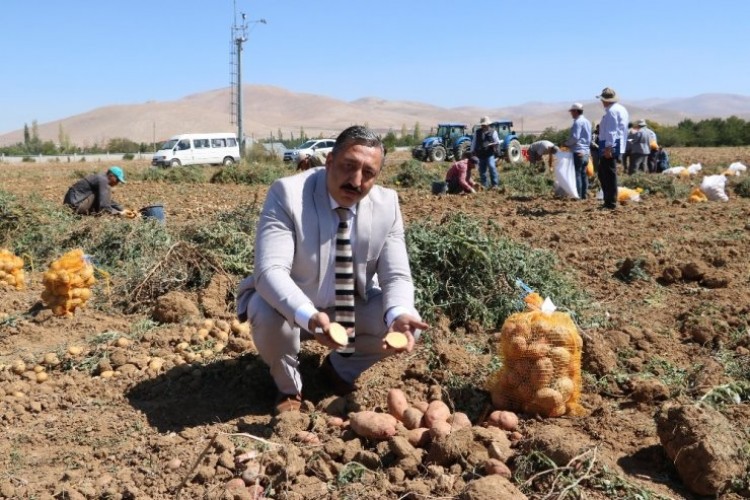 İlk yerli, milli ve renkli patates hasat edildi