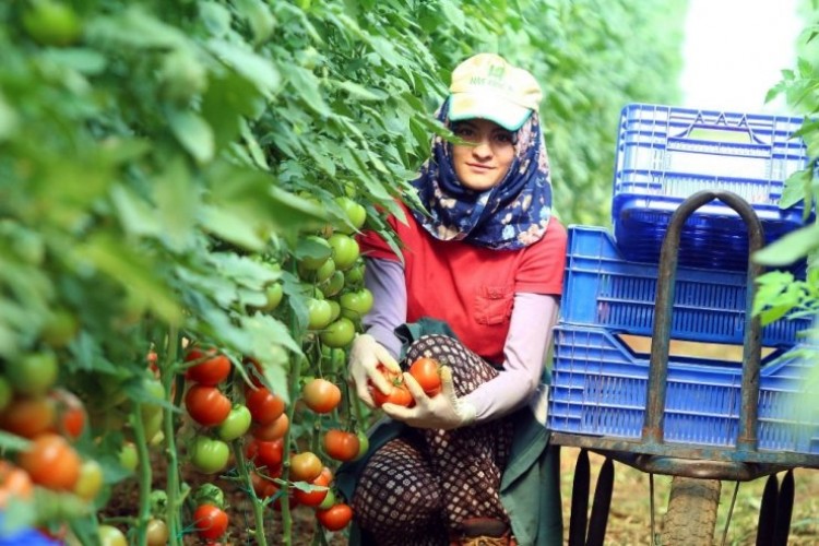 Zam şampiyonu domateste sert düşüş