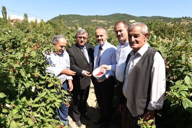 Dağ yöresinde hasat zamanı