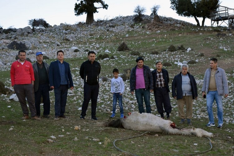 Yaylada Hayvancılık Yapanlar Duruma İsyan Etti! Devlet Çare Bulsun