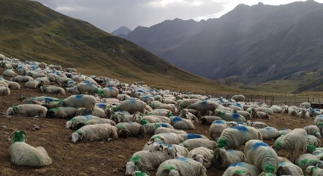 Küçükbaş hayvanlarda görülen bulaşıcı hastalıkların önlenmesine yönelik eğitim