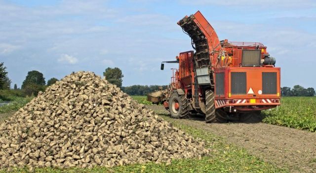 Tarım ve Orman Bakanı Yumaklı, şeker pancarı alım fiyatını açıkladı