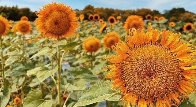 Trakya İllerinde Yağlık Ayçiçeği İçin Verilen Destek Artırıldı