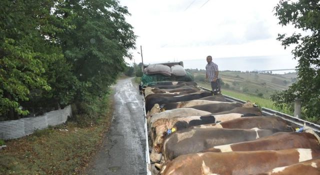 Trakya’ya Kurbanlık Hayvan Sevkiyatı İçin Şartlar Belirlendi