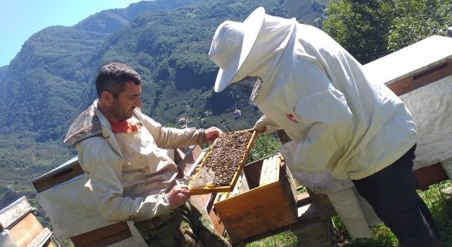 Giresun İl Tarım ve Orman Müdürlüğü’nden Duyuru: Dünya Arı Günü Kutlamaları ve Genç Arıcılar