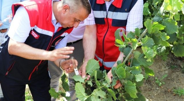 Kahverengi Kokarca ile Mücadelede Yeni Silahlar: Samuray Arıcığı Sahalara Salındı!