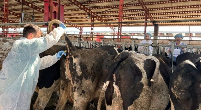 Akhisar'da Hastalıktan Arî Sığır İşletmeleri İçin Numune Alımı Gerçekleştirildi