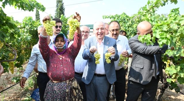 Denizli’de Üzüm Hasadı Başladı