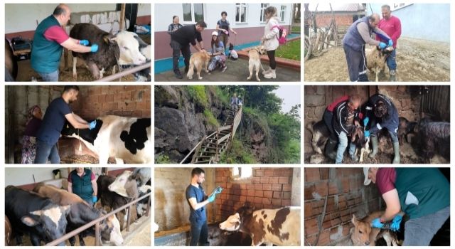 Giresun’da Hayvan Hastalıkları ile Mücadele Programı Kapsamında 269 Bin 614 Hayvan Aşılandı