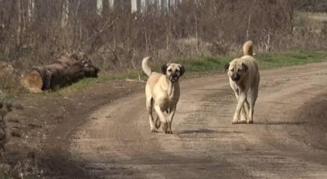 Kars, Ardahan, Iğdır Bölgesi Veteriner Hekimleri Odası Başkanı Ercan Ödül’den “Kısırlaştırma Seferberliği” Çağrısı