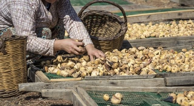 Kuru meyvede ortalama ihraç fiyatı 4 doları aştı