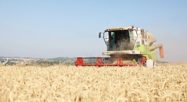 Nilüfer’de yerel tohumdan üretilen buğday hasadı başladı