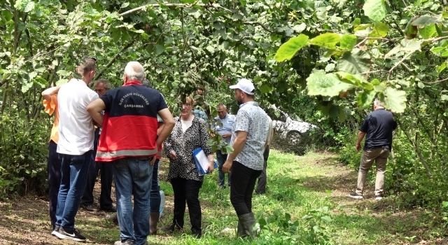 Samsun’da Fındık Rekolte Tahmin Çalışmaları Başladı