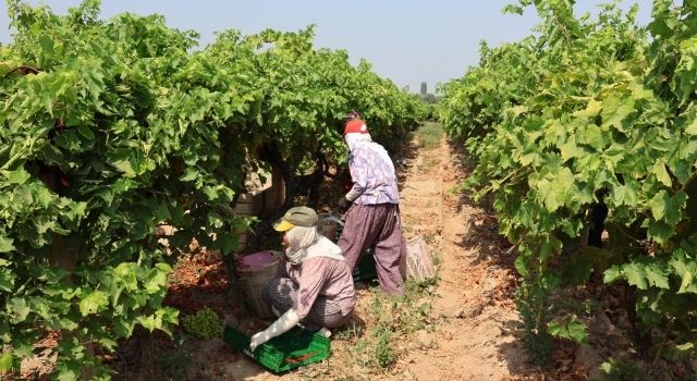 Sultani çekirdeksiz sofralık üzümde 100 milyon dolar ihracat hedefleniyor