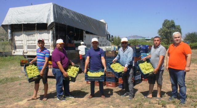 Superior Seedless çeşidi sofralık üzümün ihracat yolculuğu 11 Temmuz’da başladı