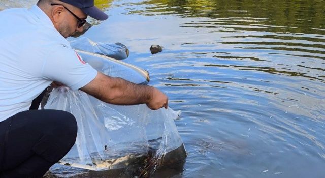 100 Bin Adet Sazan Balığı Göletlere Bırakıldı