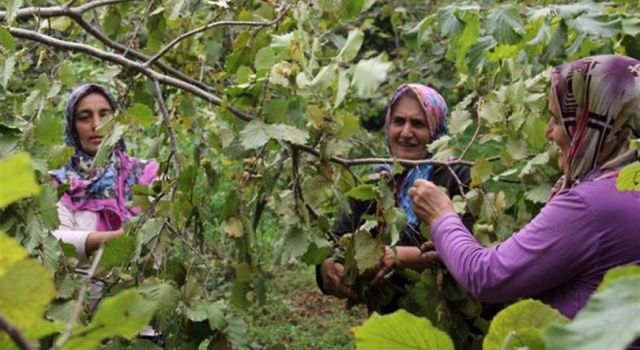 CHP Milletvekili Sarıbal'dan Fındık Üretimi ve İhracatında Çarpıcı Açıklamalar