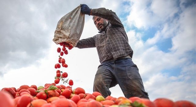 Çiftçilerimiz bin bir emekle ürettiği ürününü pazarlayamıyor