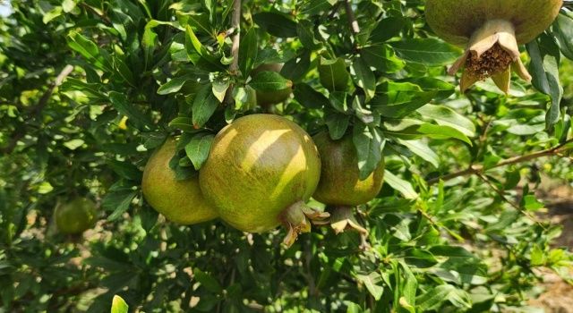 Ege Yaş Meyve Sebze İhracatçıları Birliği’nden çifte rekolte