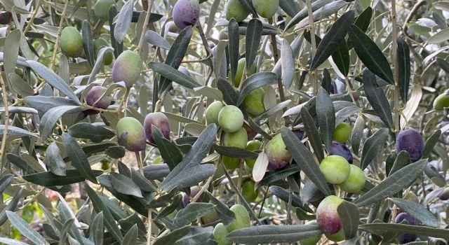 Sofralık zeytin ihracatı 200 milyon dolara koşuyor