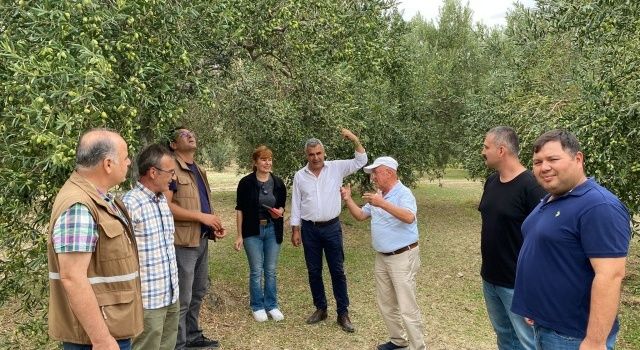 Akhisar’da Zeytin Rekolte Tespit Komisyonu Çalışmalarına Başladı