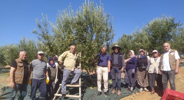 Akhisarlıların Tatlı Telaşı Zeytin Hasadı Başladı