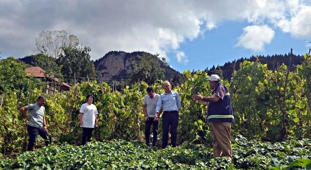 Giresun'da Kırmızı Tatlı Patates Üretimi Başarıyla Gerçekleşti