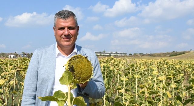 Hasat sürerken yine ithalata giriştiler