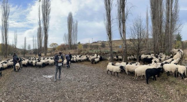 Küçükbaş Hayvancılık Desteklemeleri Hakkında Açıklama