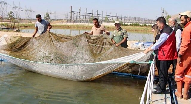 Şanlıurfa’nın Balık Üretimi Fırat Havzası’nın Endemik Türleri Öne Çıkıyor