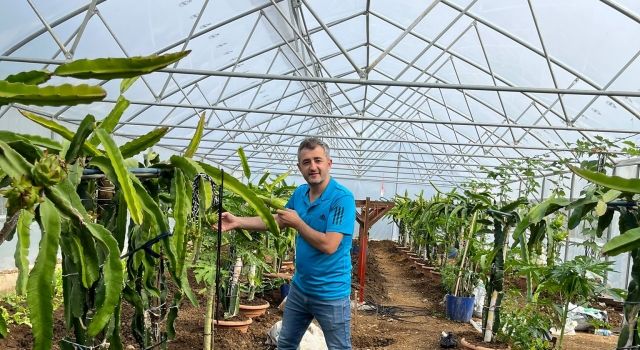 Giresun’da Tropik Meyve Serası Kuruldu: Çiftçi Şükrü Çakır Ejder Meyvesi ve Papaya Yetiştiriyor