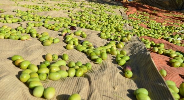 Sofralık zeytin ihracatında tarihi rekor