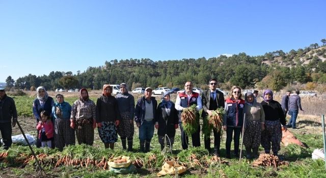 Denizli'de Havuç Hasadı Başladı: Çakır Mahallesi'nde Tatlı Telaş