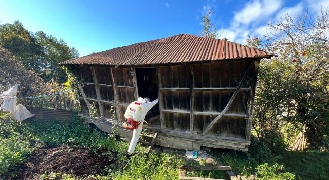 Giresun’da Kahverengi Kokarca ile Mücadele Çalışmaları Hız Kazandı