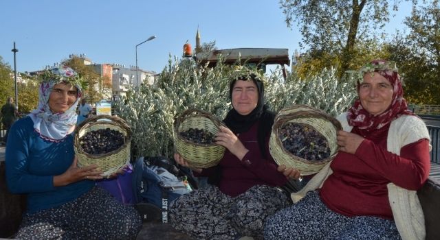 Manavgat’ta Zeytin ve Zeytinyağı Festivali Coşkuyla Başladı