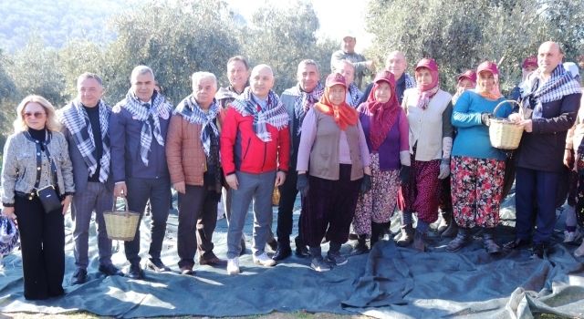 Akhisar'da Zeytin Hasat Etkinliği Düzenlendi