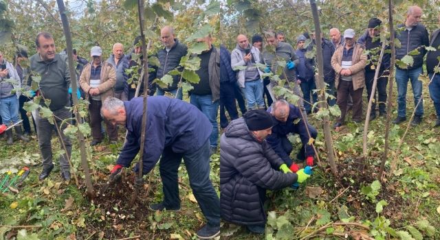 Giresun'da Fındık Üretimine Yeni Destek: Budama Eğitimi Projesi