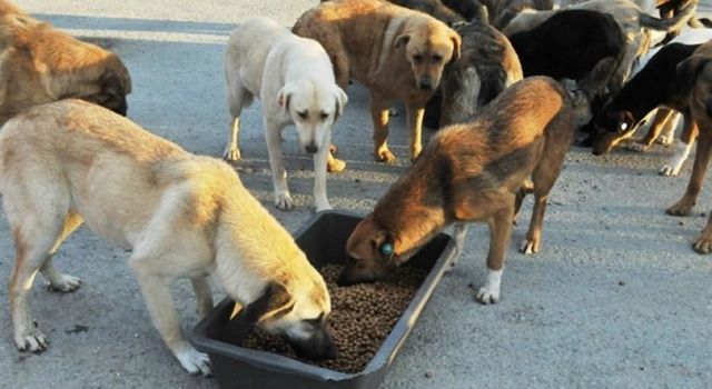 Yeni Yönetmelik İle Hayvan Sahiplenme ve Bakım Şartları Belirlendi