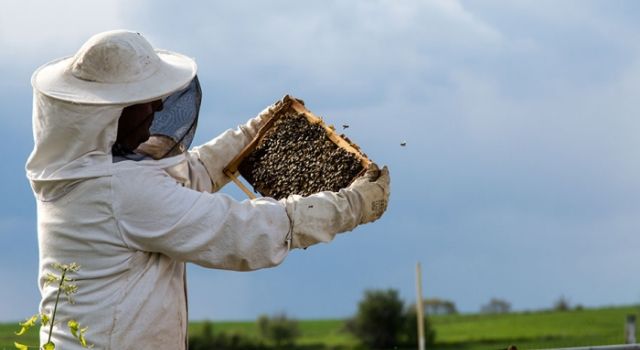 Arıcılık Ürünlerinde Hile: Bakanlık 6 Firmayı ve 12 Balı Listeye Ekledi