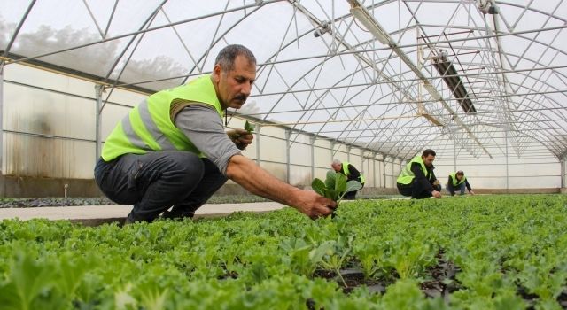 Büyükşehir Belediyesi eksi 10 derecede süs lahanası üretiyor