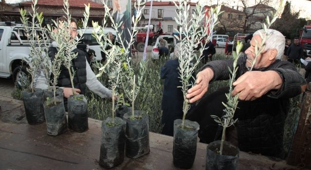 Çanakkale'de Yangından Etkilenen Çiftçilere Zeytin Fidanı Desteği