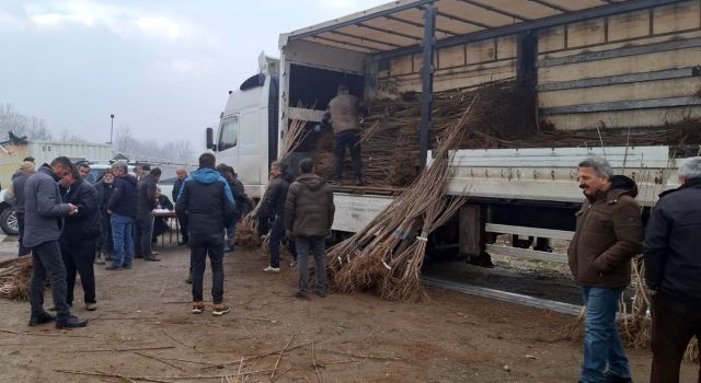 Ceviz Üretiminde Büyük Artış: 97 Bin 700 Fidan Tokat Çiftçileriyle Buluştu