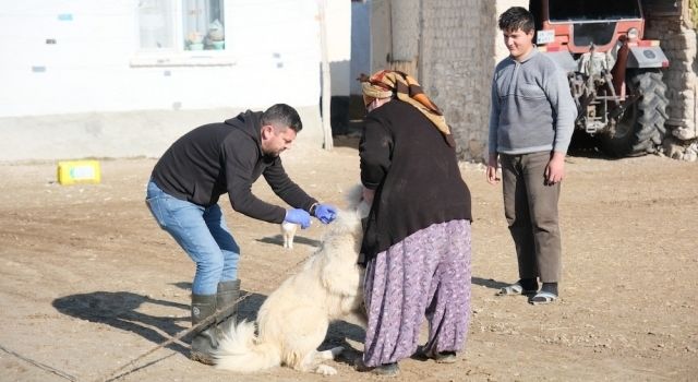 Çoban ve Bekçi Köpeklerine Eskişehir'den Yenilikçi Sağlık Hizmeti