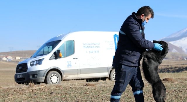 Erzurum’da Hayvan Barınağı ve Rehabilitasyon Merkezi Kapasitesi Artırılıyor