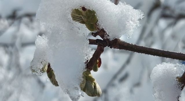 Fındık Üreticilerine Kritik Uyarı: Yeni Tarım Sigortası Başvurularında Son Tarihi Kaçırmayın!