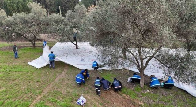 Nazilli Belediyesi, Halkına Doğal Zeytinyağı Sunuyor