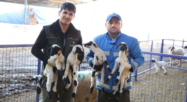 Nesli Tükenmek Üzere Olan Çine Çaparı Koyunları Aydın'da Koruma Altında