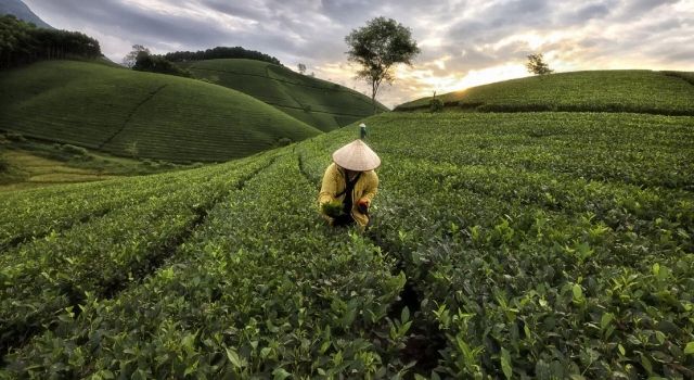 Vietnam’dan Karbon Nötr Tarıma Geçiş: Emisyonlar Azalıyor, Gelir Artıyor